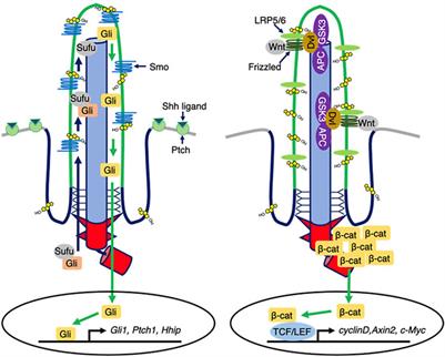 Cholesterol in the ciliary membrane as a therapeutic target against cancer